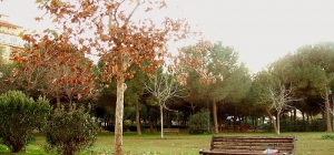 park